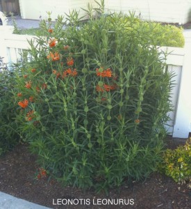 Leonotis leonurus